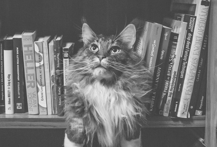 A cat in front of a bookshelf.